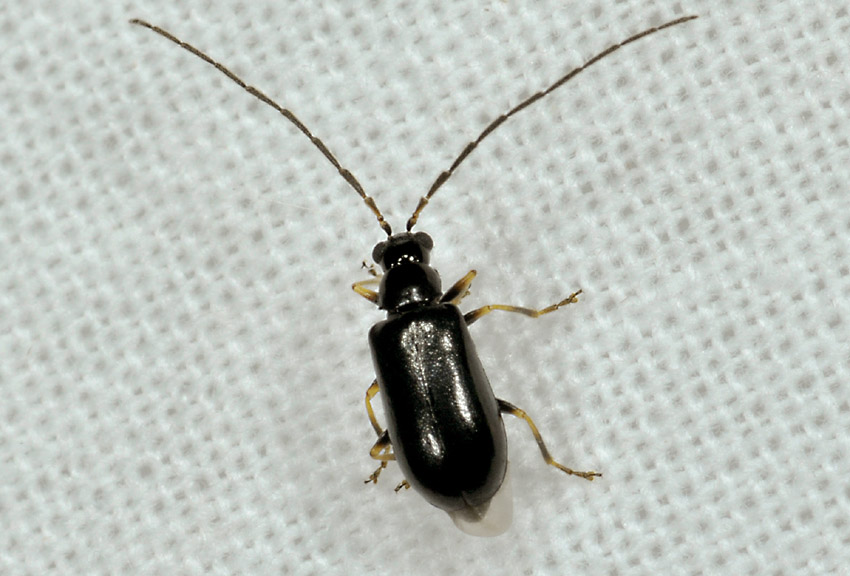 Chrysomelidae:  Luperus cfr. luperus